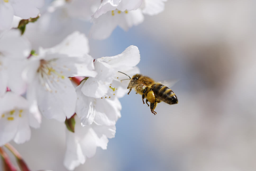 Bee flying near a flower in spring