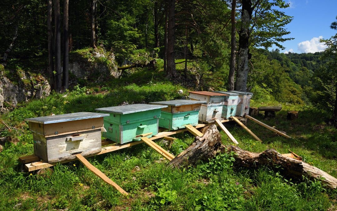 Beehive Placement: 10 Tips to Find the Best Location for Your Bees