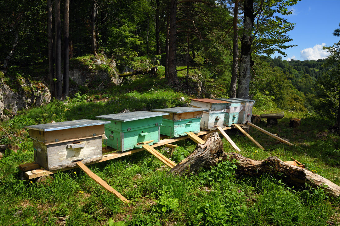 Beehives in mountain forest - Beehive Placement