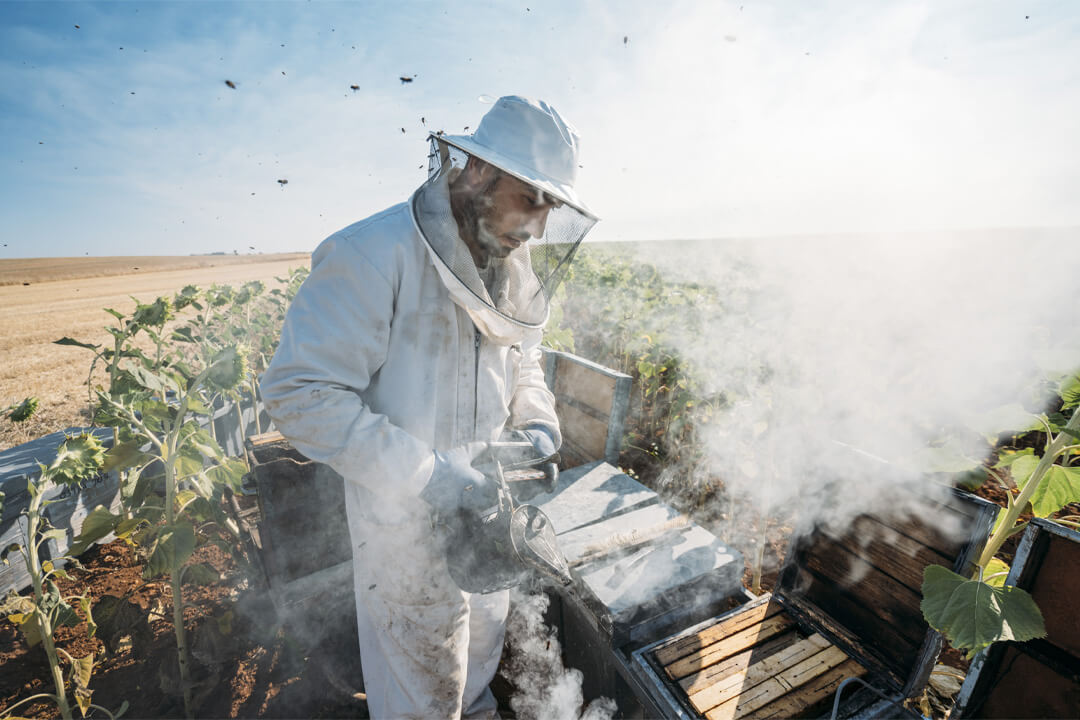 Beekeeper using smoke on a beehive - Beginner Beekeeping Supplies Guide