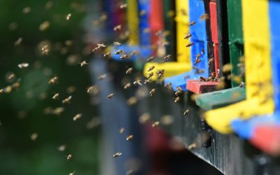 Best Beekeeping Books to Read in 2023