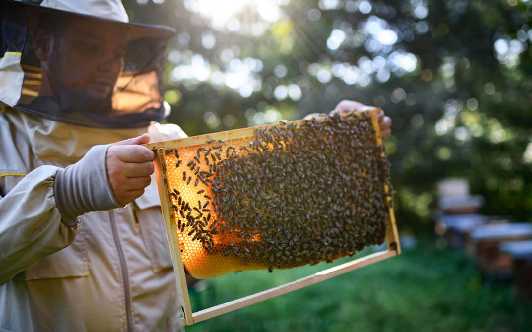Beekeeping Budget: How Much Does It Cost to Start Beekeeping?