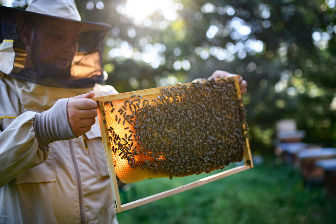 beekeeper holding honeycomb frame full of bees in apiary - How Much Does It Cost to Start Beekeeping