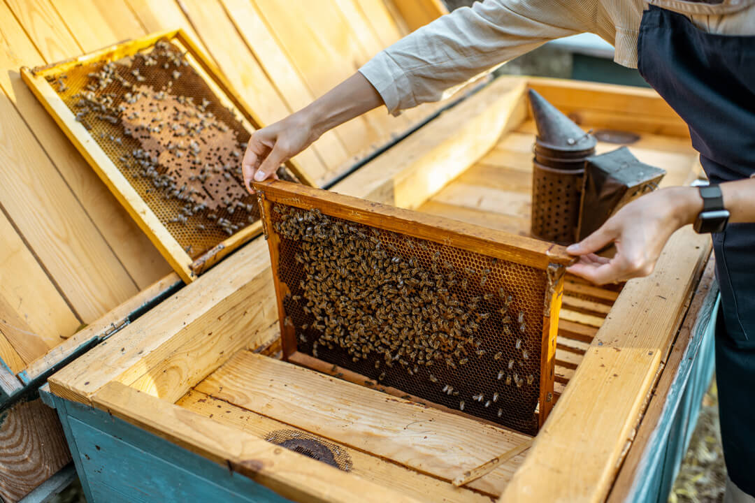 beekeeper managing a beehive - How to Manage a Bee Colony