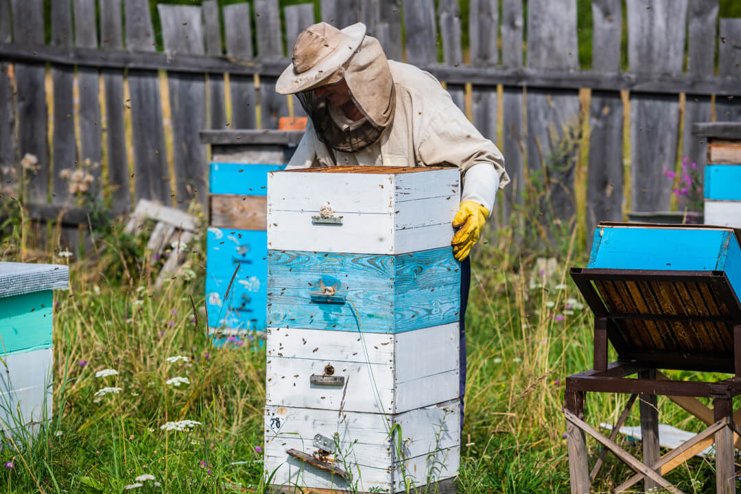 Beekeeper in protection suit inspecting his row of beehives at apiary - How to Set Up Your Beehive