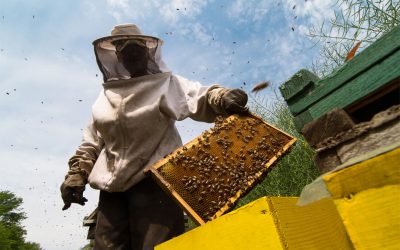 How to Start Beekeeping: A Beginners Guide