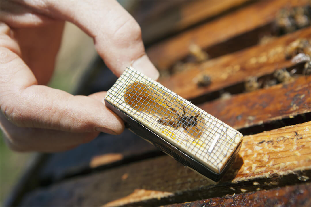 Installing new queen bee into hive