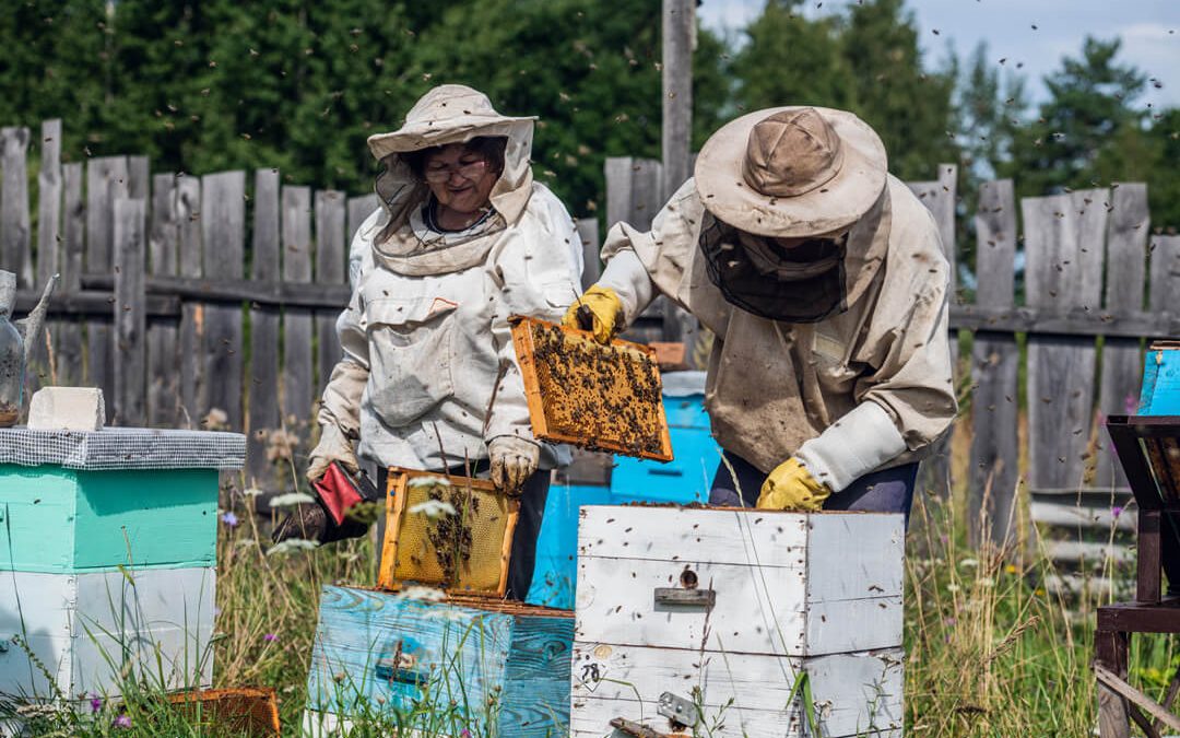 Is Beekeeping as a Hobby Really for You?