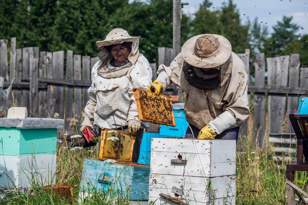 Elderly beekeepers are inspecting honeycombs - Is Beekeeping for You
