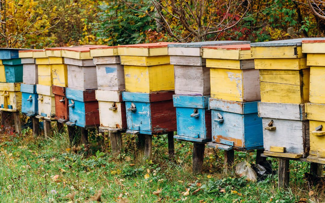 Types of Beehives: How to Choose the Correct One
