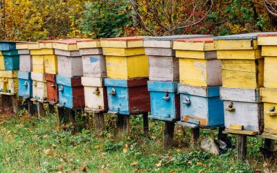 Types of Beehives: How to Choose the Correct One