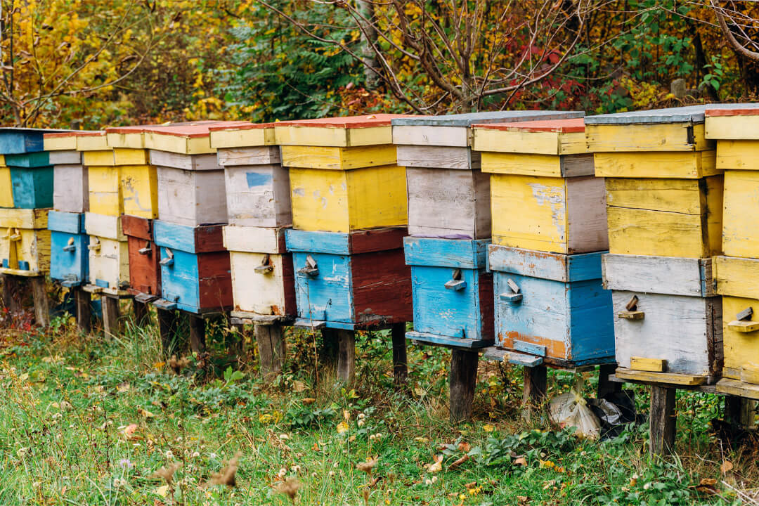 Row of beehives in apiary - Types of Beehives