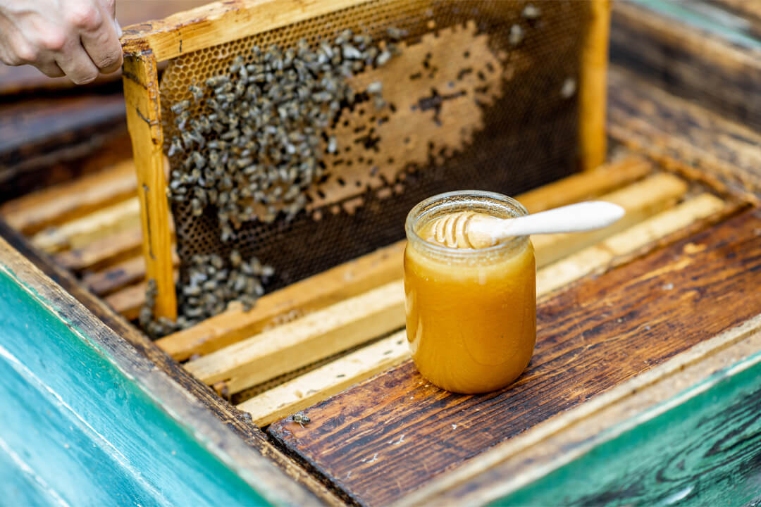 Fresh honey on the beehive - When to Start a Beehive