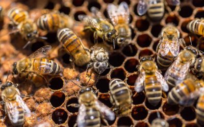 Where to Buy Honeybees