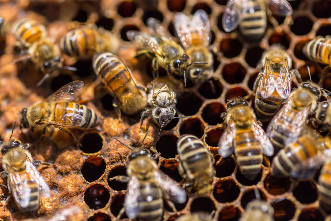 Bees on a honeycomb - Where to Buy Honeybees