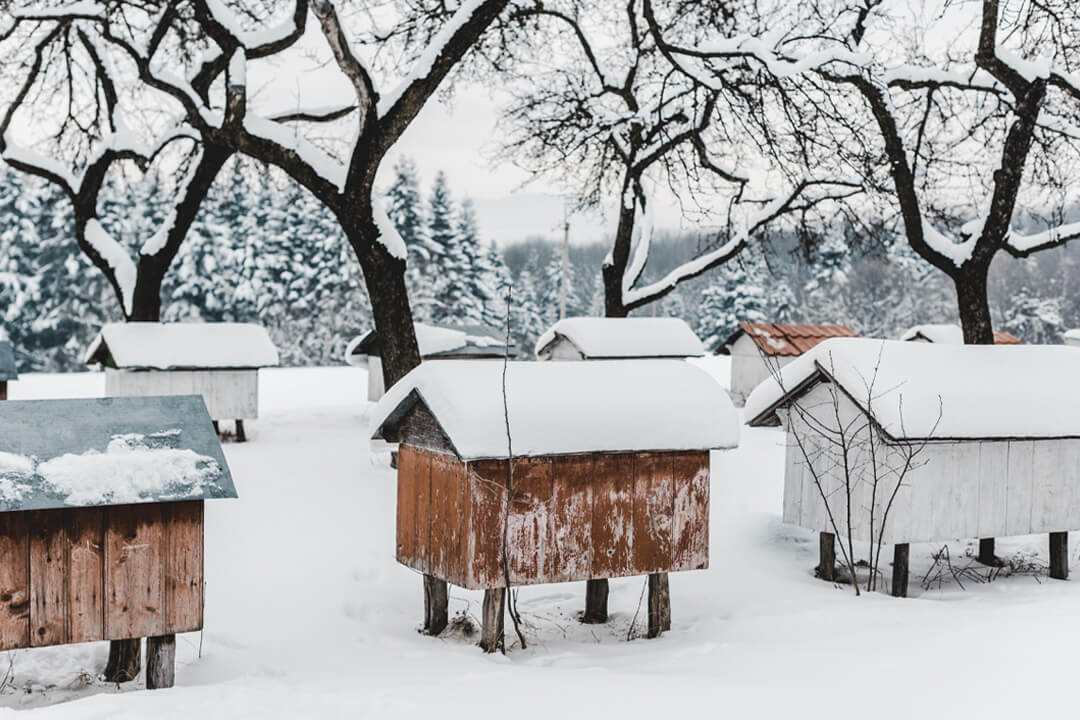 Wooden beehives covered with snow among trees