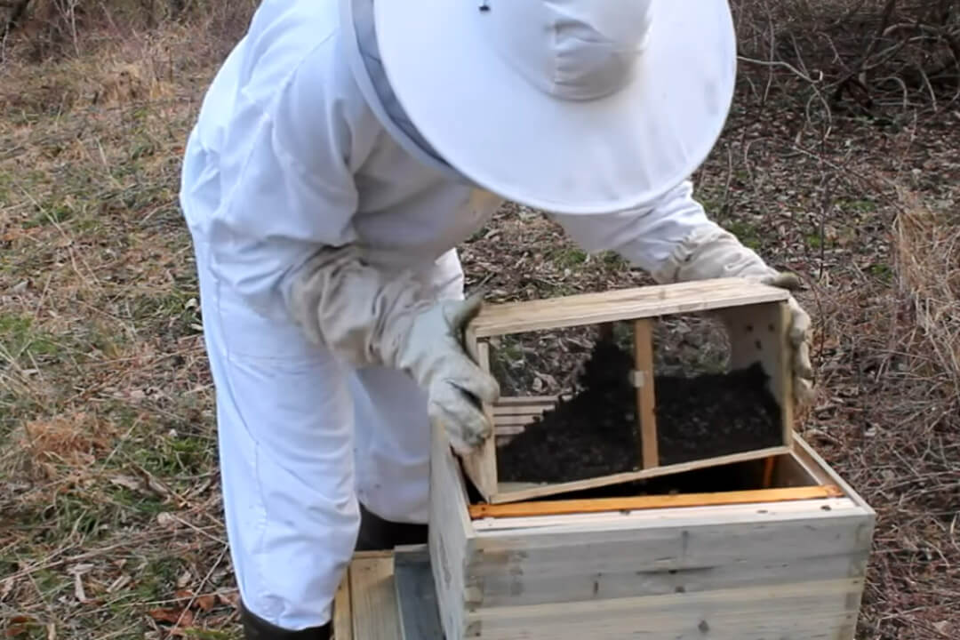 Beekeeper Installing Bee Package