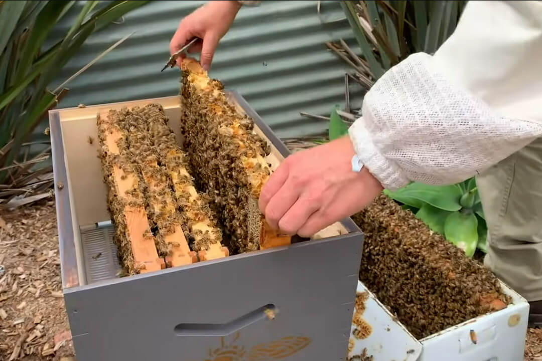 Beekeeper Installing Nucleus Colony