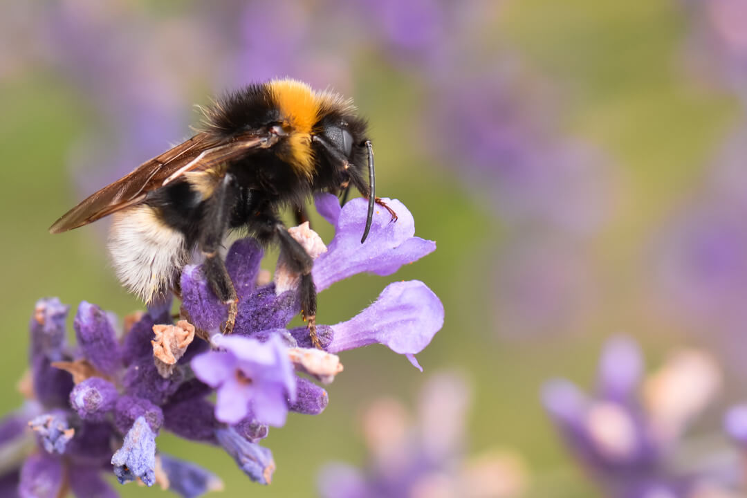 Bumblebee On a Lavender Flower