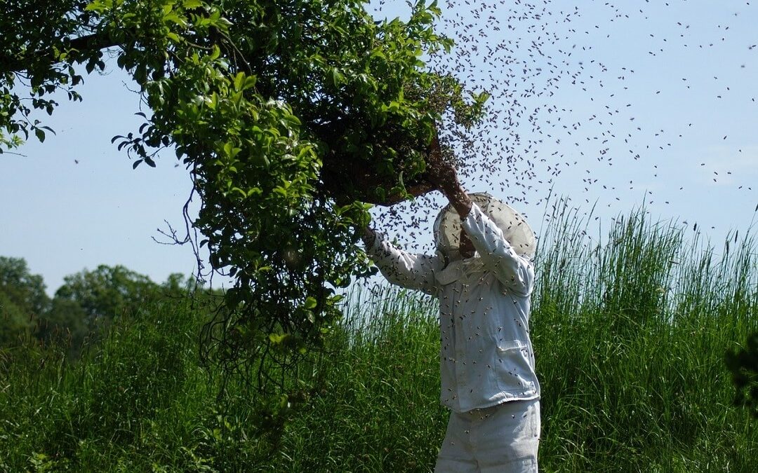 Bee Swarm Prevention and Control: A Step-by-Step Guide to Recognizing Bee Swarming Signs