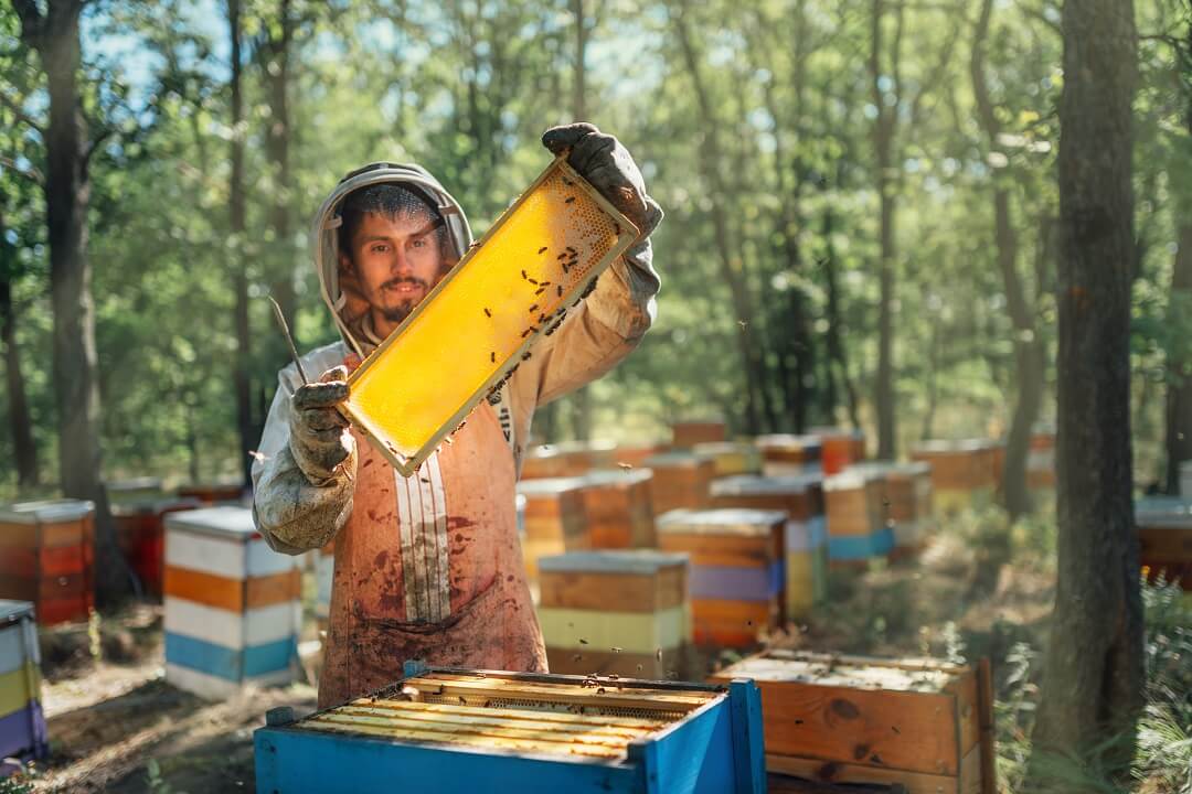Beekeeper in protective gear harvesting honey
