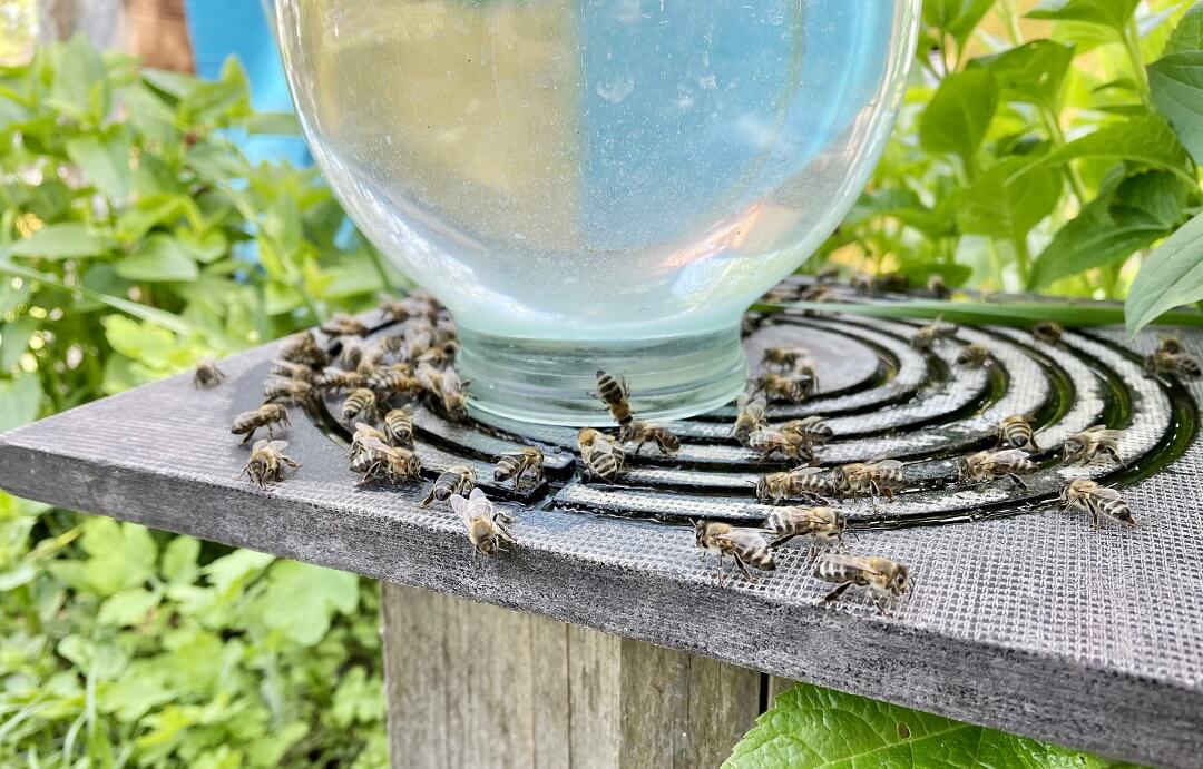 Honey bees drinking water