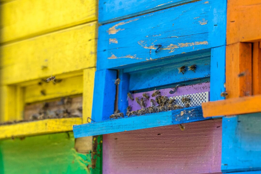 Closeup of colorful beehives entrance