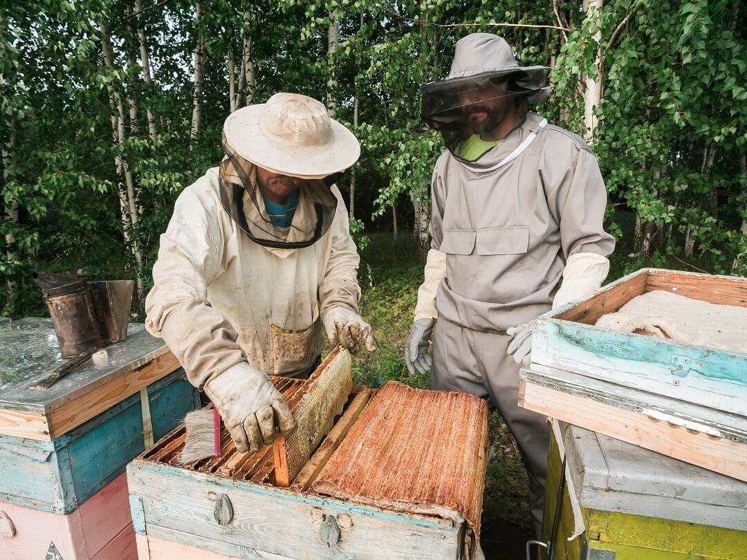 Beekeeper inspecting honeycomb frame at apiary at the summer day. 