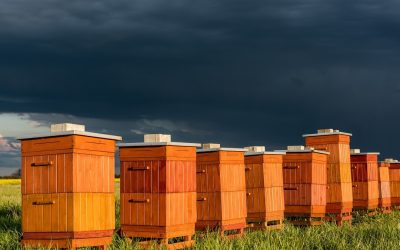 10 Essential Tips for Successful Beehive Management