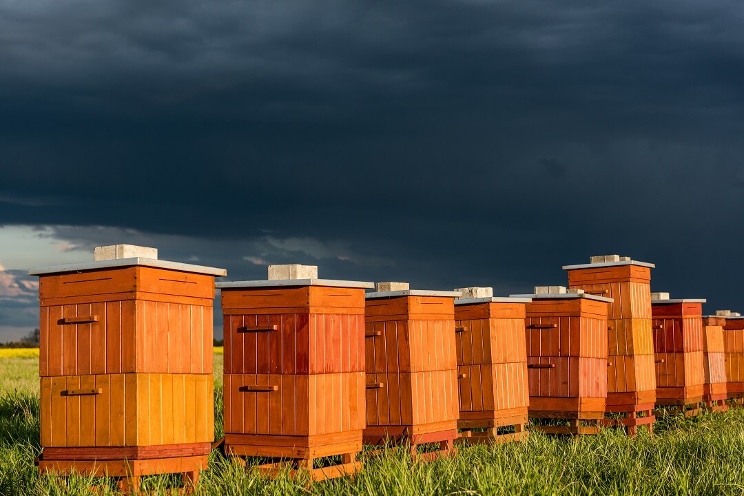 Essential Tips for Successful Beehive Management