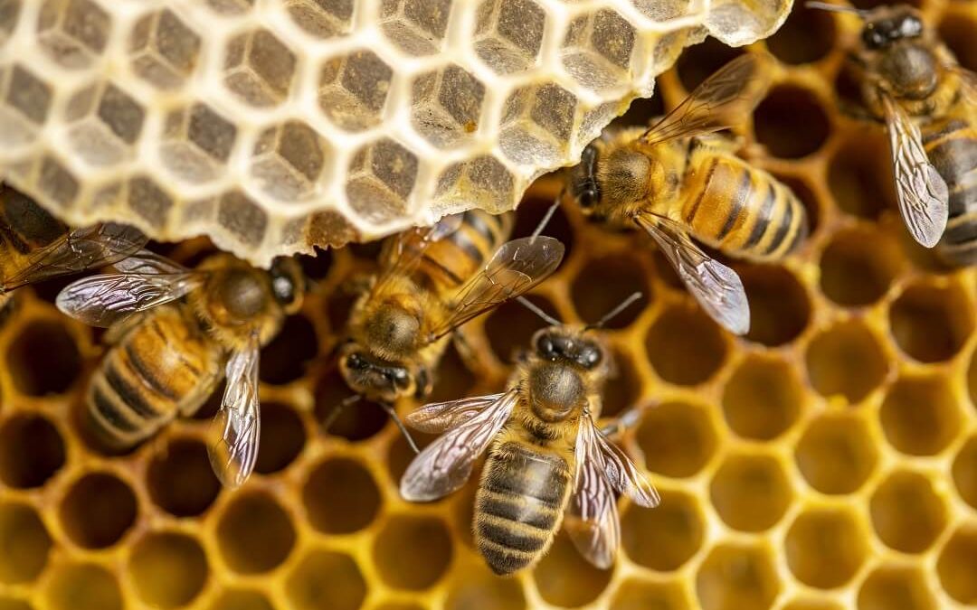 8 Steps to Setting Up a Beehive: A Comprehensive Guide