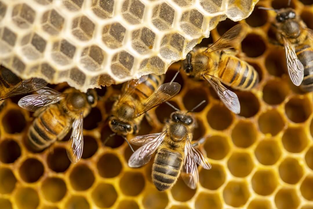 Steps to Setting Up a Beehive: A Comprehensive Guide