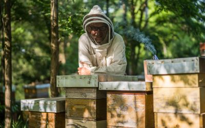 10 Best Beehives of 2023: A Complete Review Guide for Beginner Beekeepers