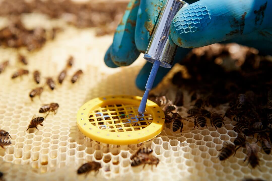 Beekeeper placing a queen cage in beehive