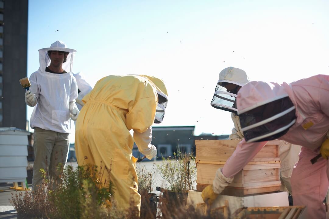 Community of beekeepers tending trays on city rooftop