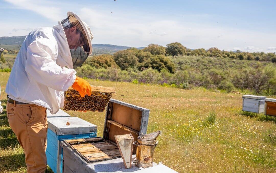 Hive Inspection 101: What to Look for in Your Bees’ Home