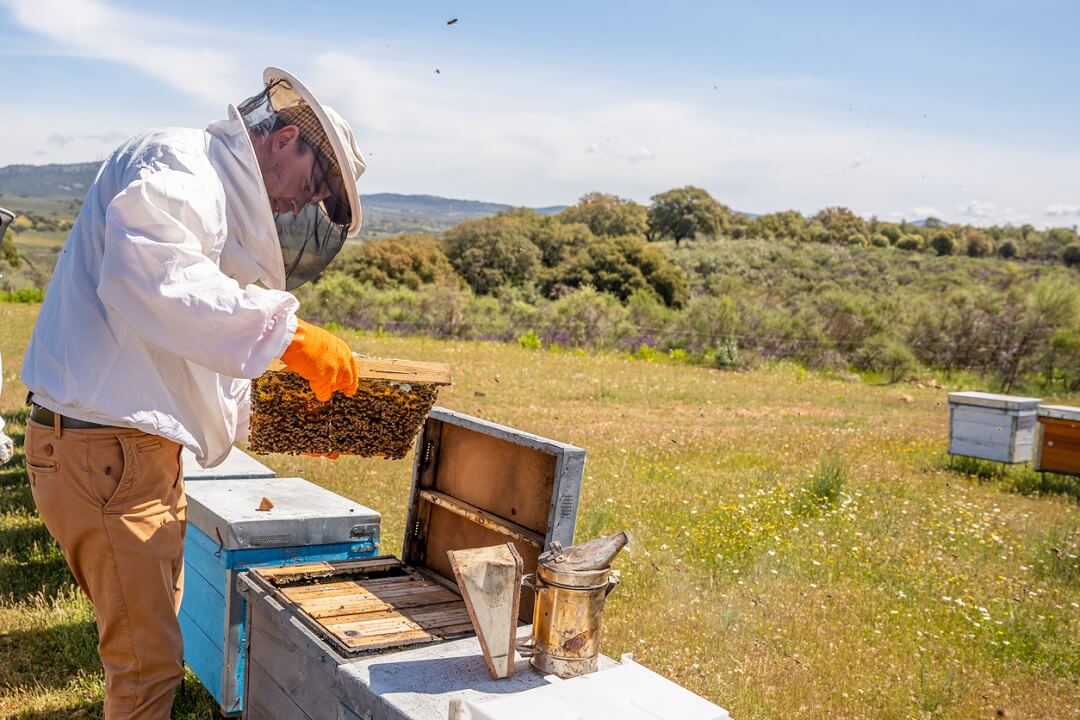 Hive Inspection 101: What to Look for in Your Bees' Home