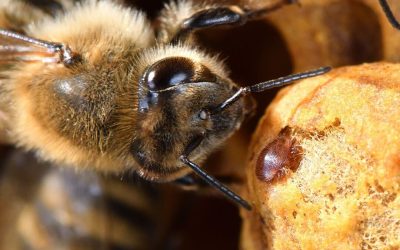 How to Prevent Varroa Mites in Beekeeping
