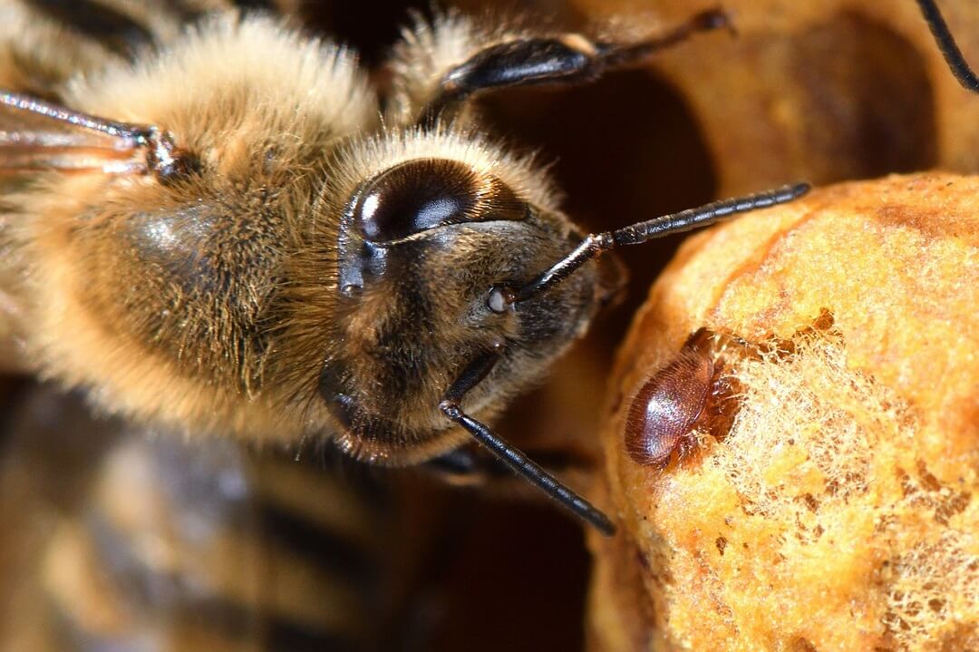 How to Prevent Varroa Mites in Beekeeping