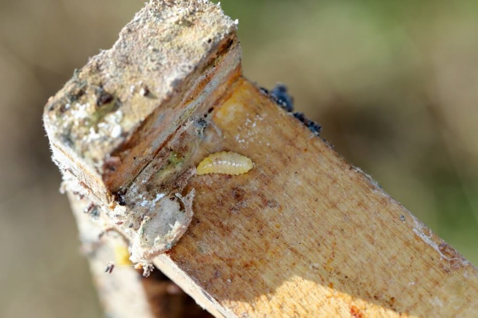 How To Deal With Wax Moths In Your Beehive • I Love Beekeeping™