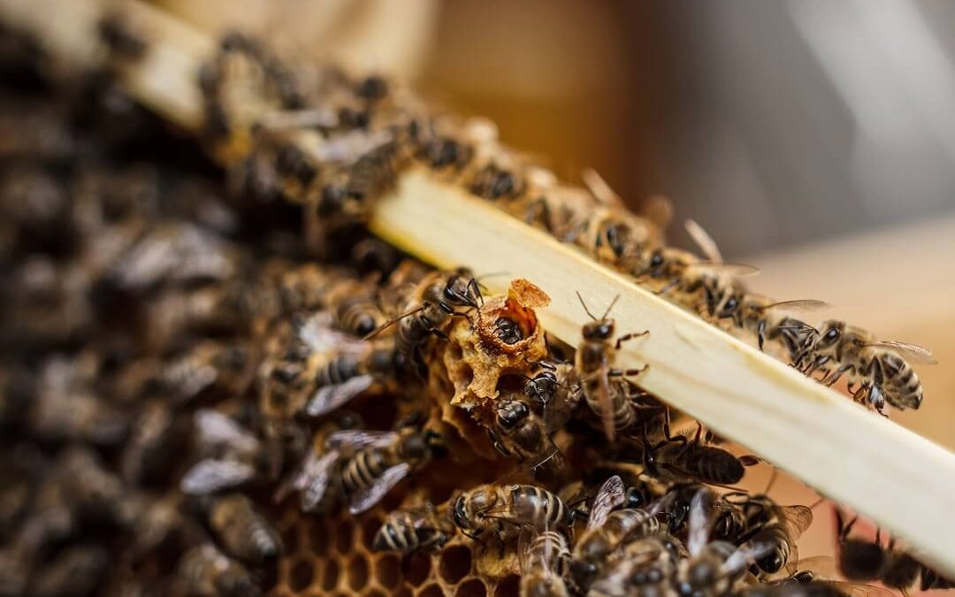 Queen Bee Management: Tips for Raising and Replacing Your Hive’s Leader
