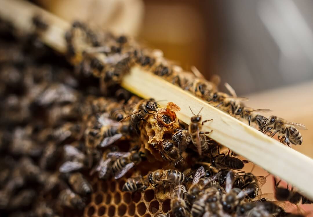 Queen Bee Management: Tips for Raising and Replacing Your Hive's Leader