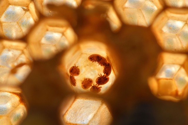 Varroa mites in hives