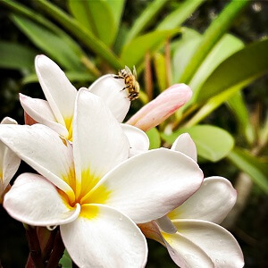 bee on frangipani flowers