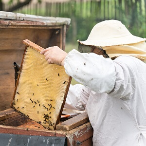 beekeeper inspecting beehive