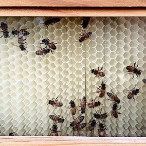 bees in new hive