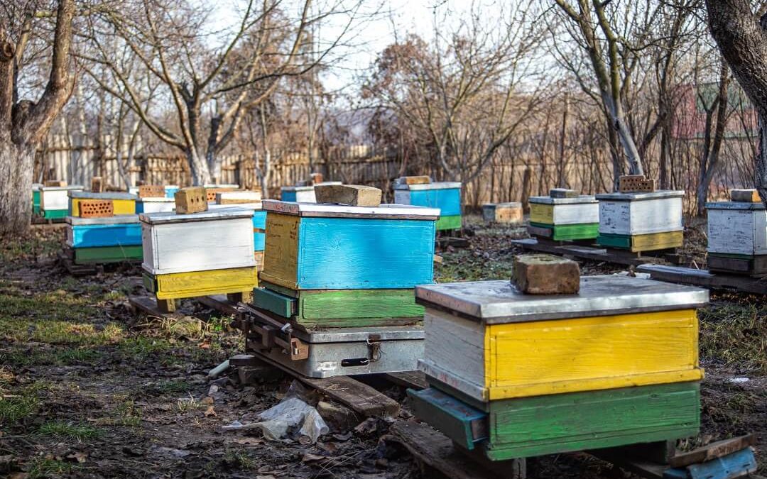 Honeybees in Winter: Essential Tips for Cold-Weather Management