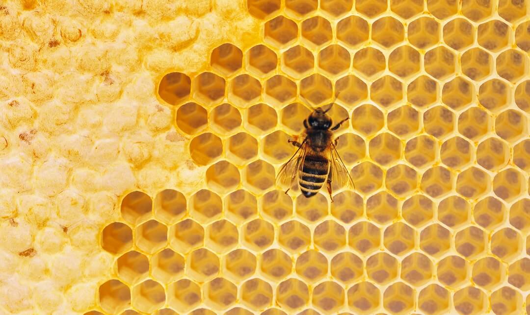 The Importance of Monitoring Honey Bee Health: A Guide to Recognizing Diseases and Disorders